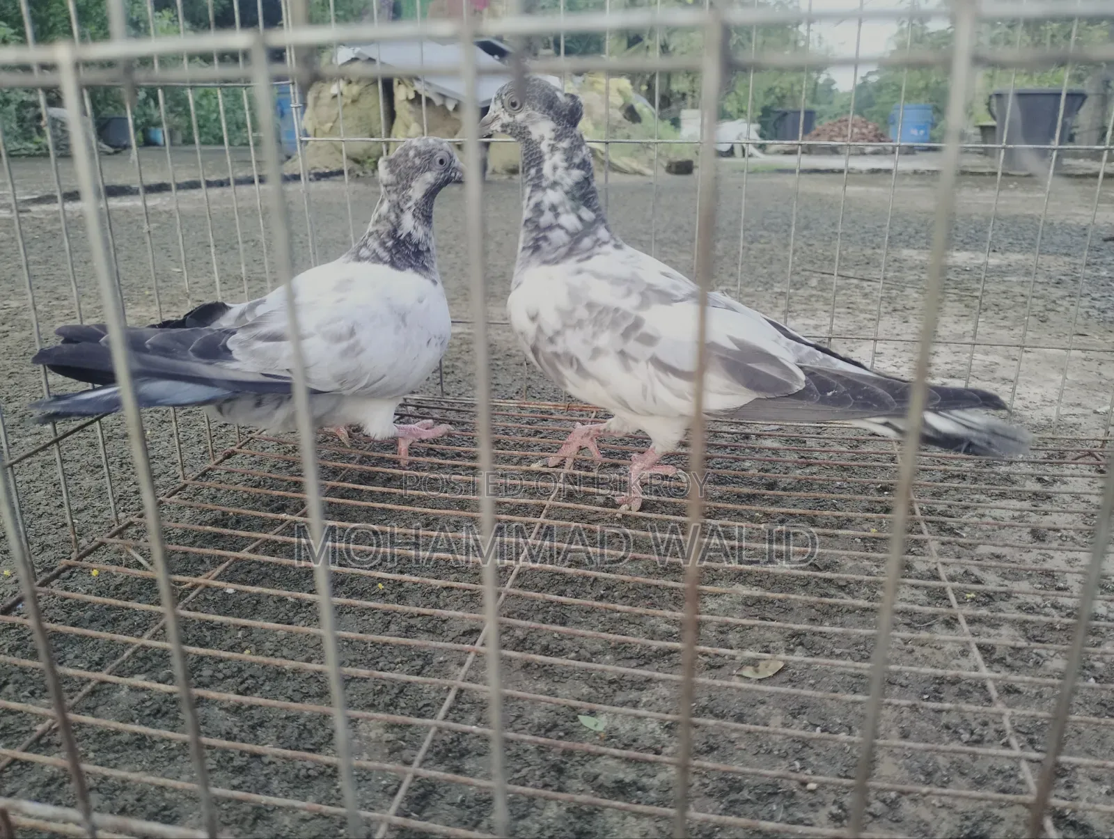 Giribaj Pigeon