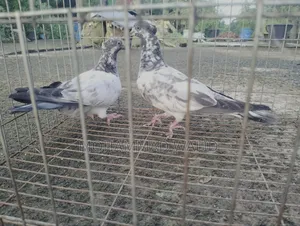 Giribaj Pigeon