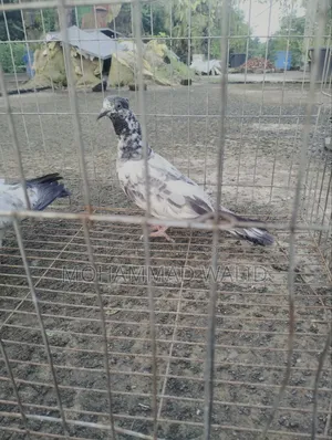 Giribaj Pigeon