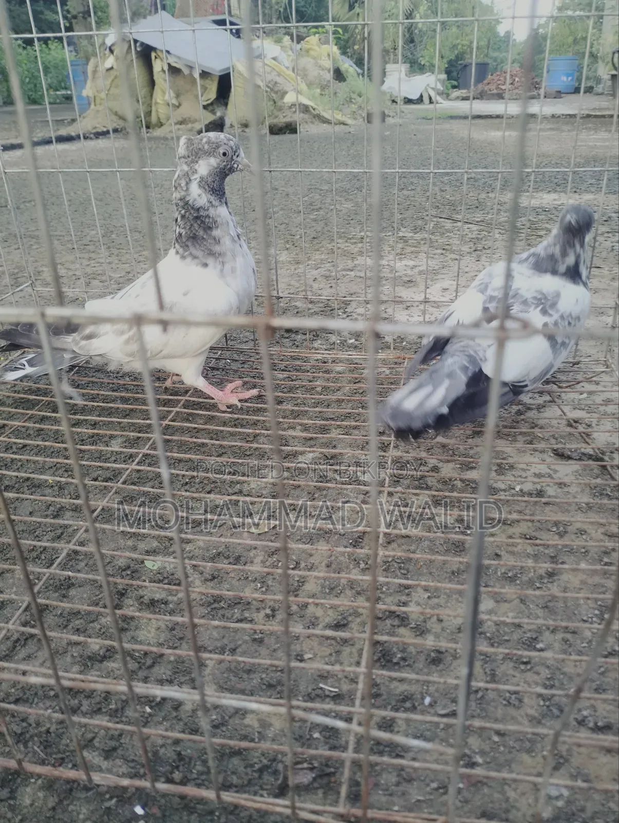 Giribaj Pigeon
