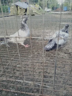 Giribaj Pigeon