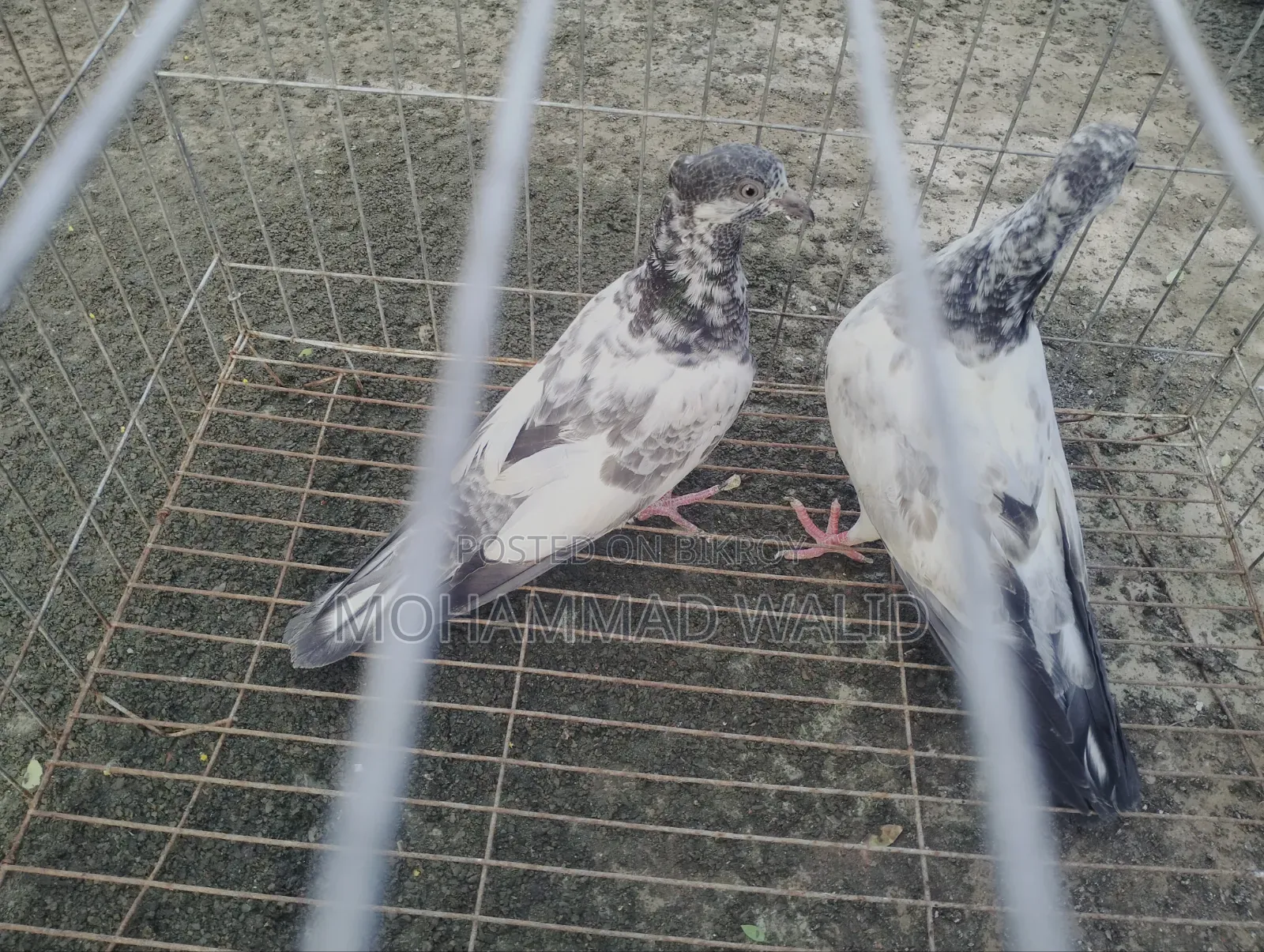 Giribaj Pigeon