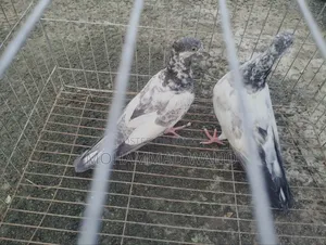 Giribaj Pigeon