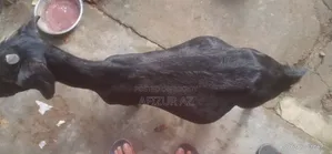ব্লাক ব্যঙ্গল ছাগল বিক্রি হবে