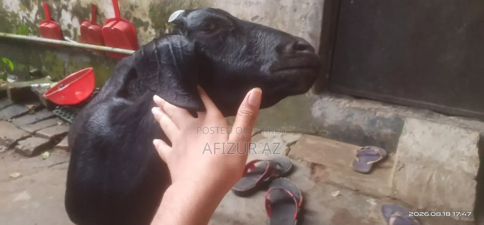 ব্লাক ব্যঙ্গল ছাগল বিক্রি হবে