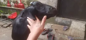 ব্লাক ব্যঙ্গল ছাগল বিক্রি হবে
