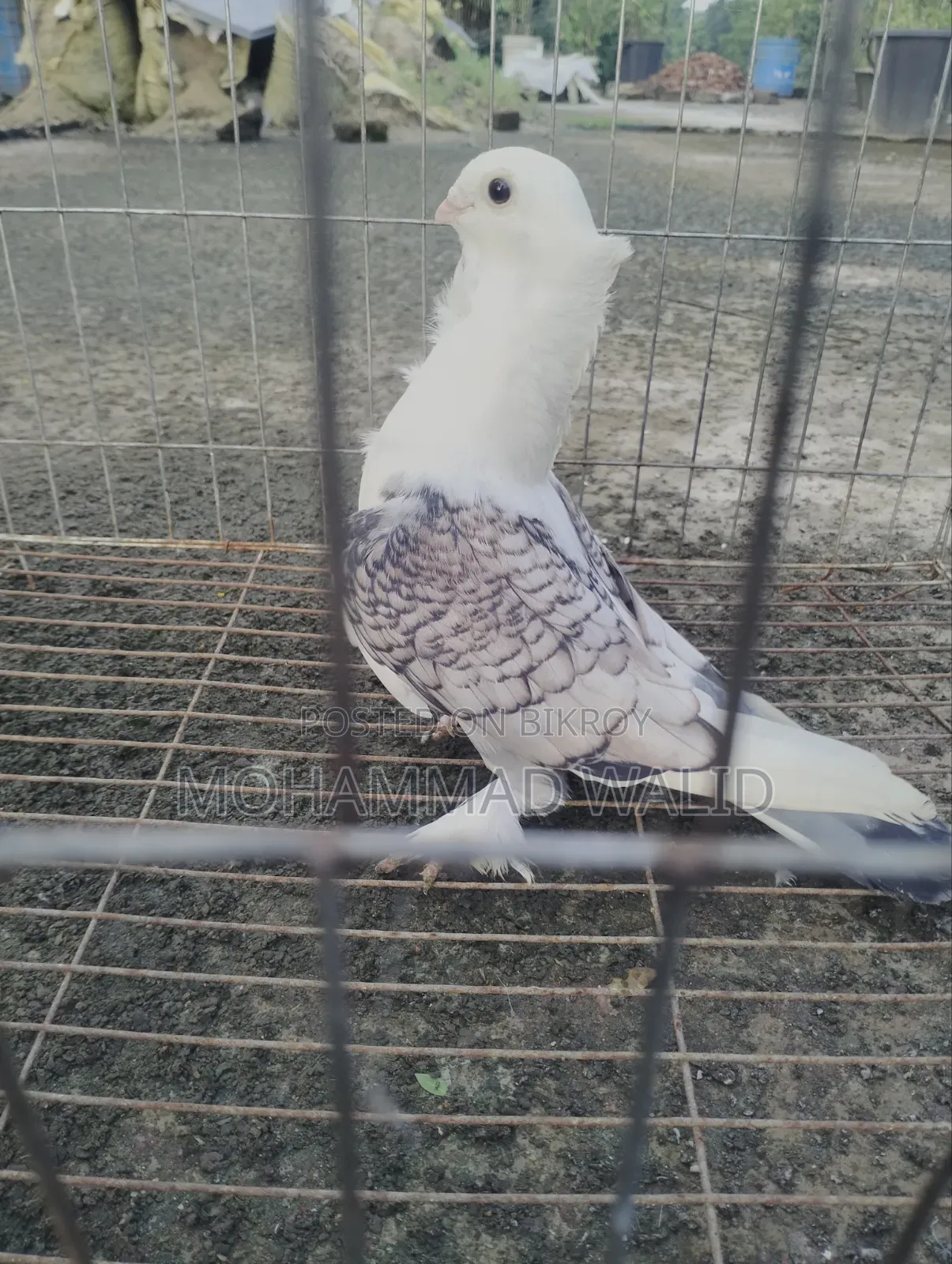 Kobutor Sartin Male Banja