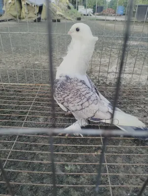 Kobutor Sartin Male Banja