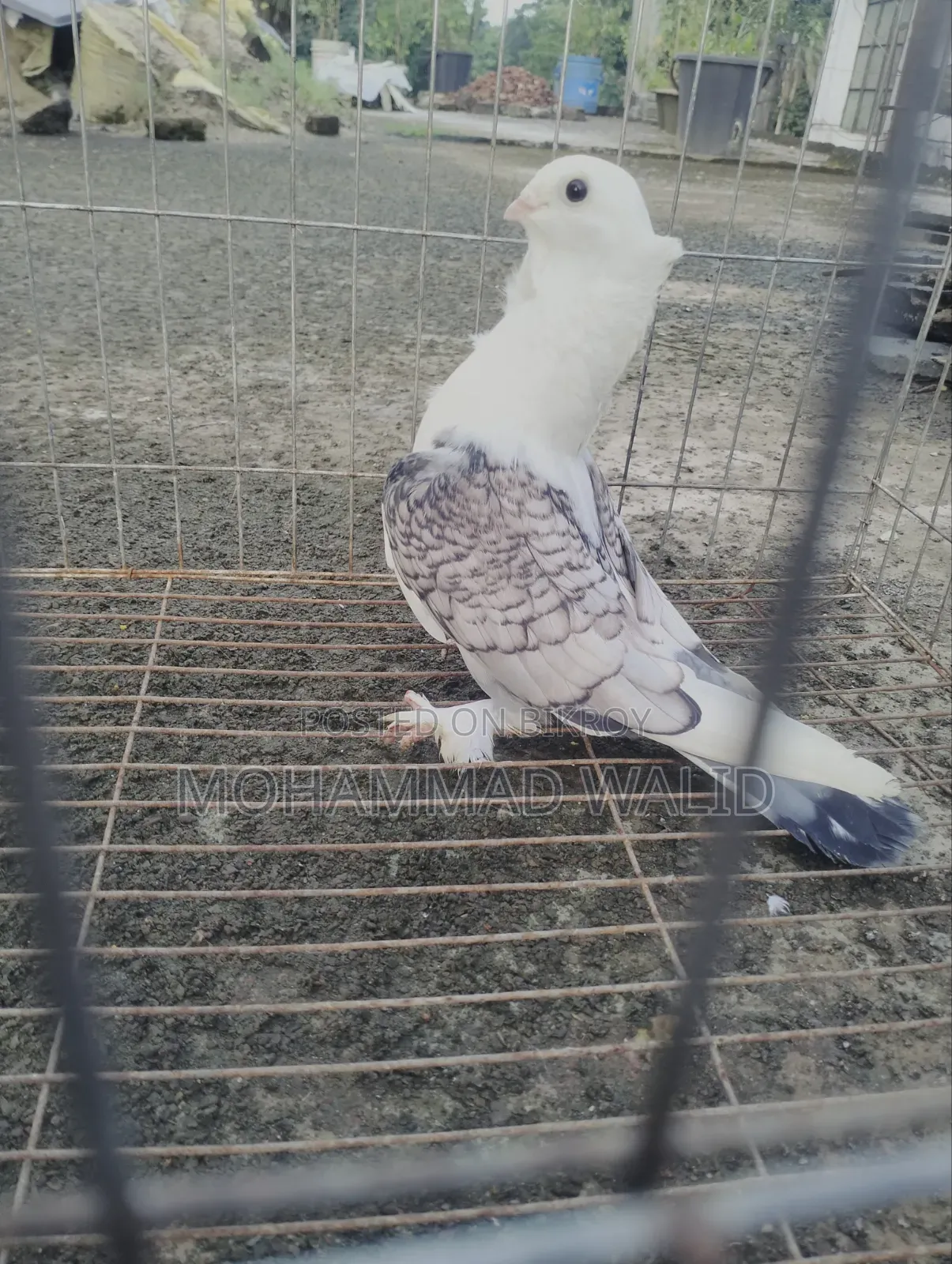 Kobutor Sartin Male Banja