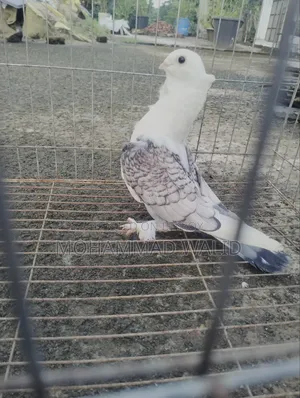 Kobutor Sartin Male Banja