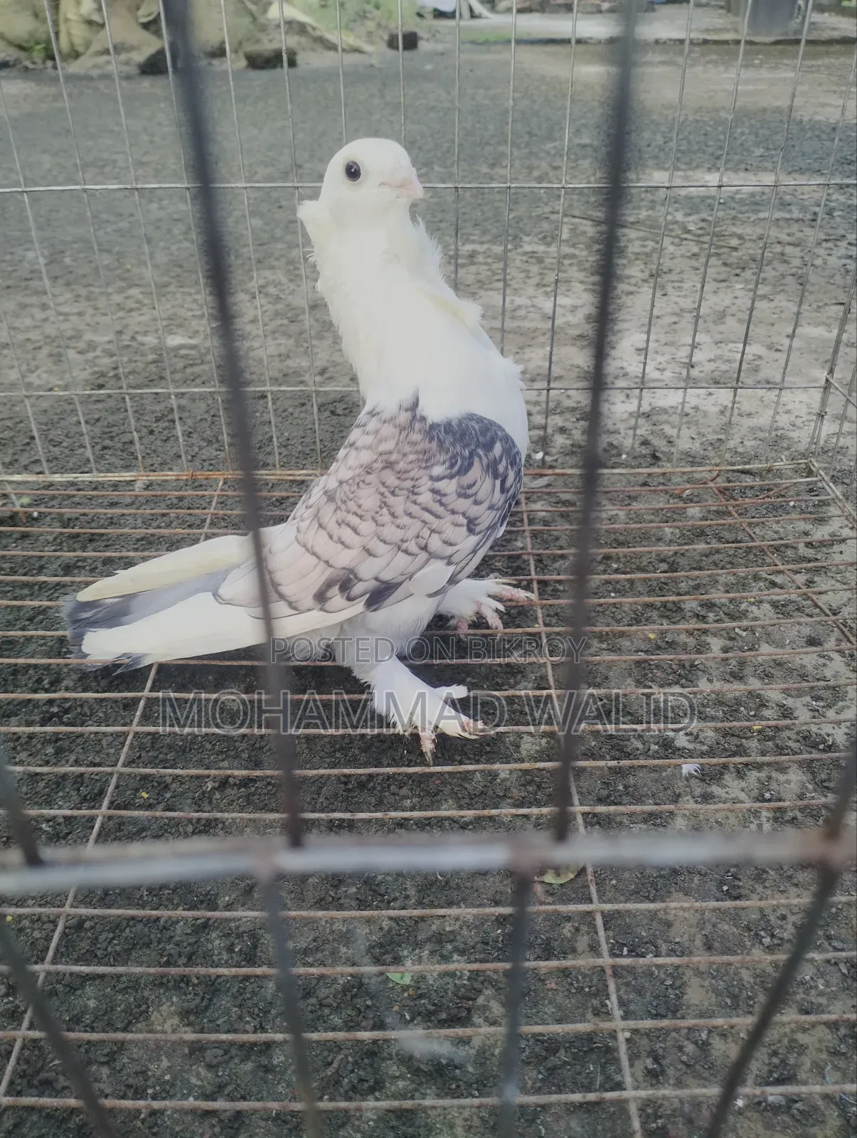 Kobutor Sartin Male Banja