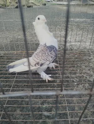 Kobutor Sartin Male Banja