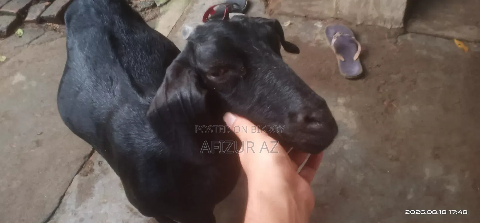 ব্লাক ব্যঙ্গল ছাগল বিক্রি হবে