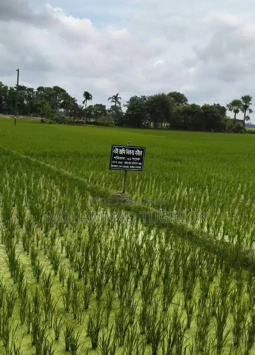 রাস্তার পাশে ৬১ শতক জায়গা বিক্রয় হবে