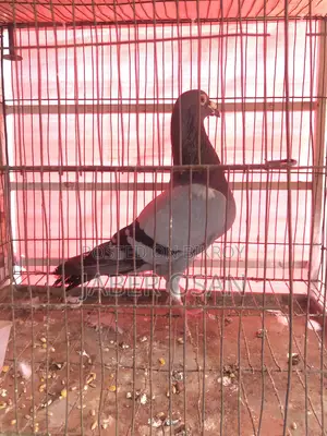 সবজি রেসার নর