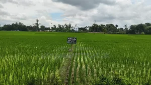 রাস্তার পাশে ৬১ শতক জায়গা বিক্রয় হবে