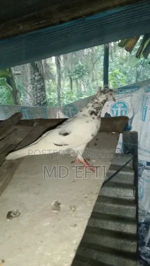 Active Giribaj Female Pigeon