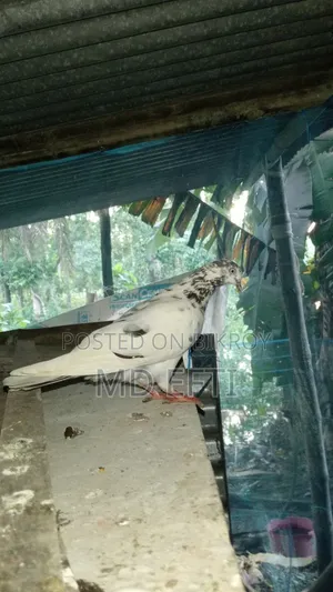 Active Giribaj Female Pigeon