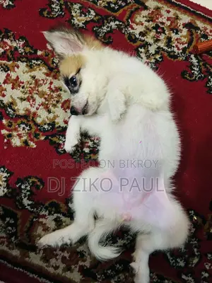 1-3 Months Male Mixed Breed Japanese Spitz