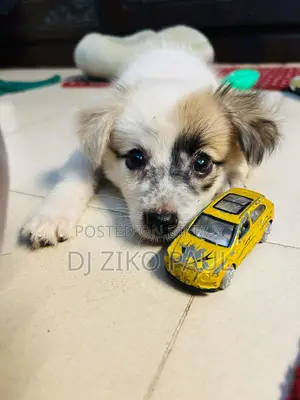 1-3 Months Male Mixed Breed Japanese Spitz