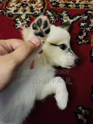 1-3 Months Male Mixed Breed Japanese Spitz