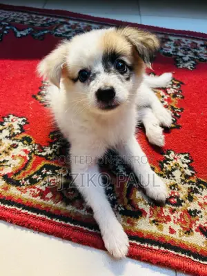 1-3 Months Male Mixed Breed Japanese Spitz