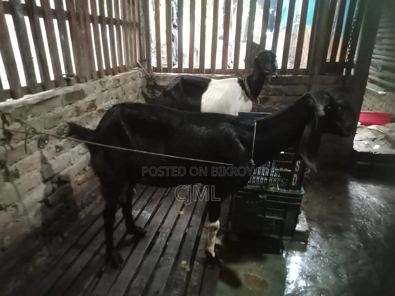 রাম ছাগী বিক্রি হবে