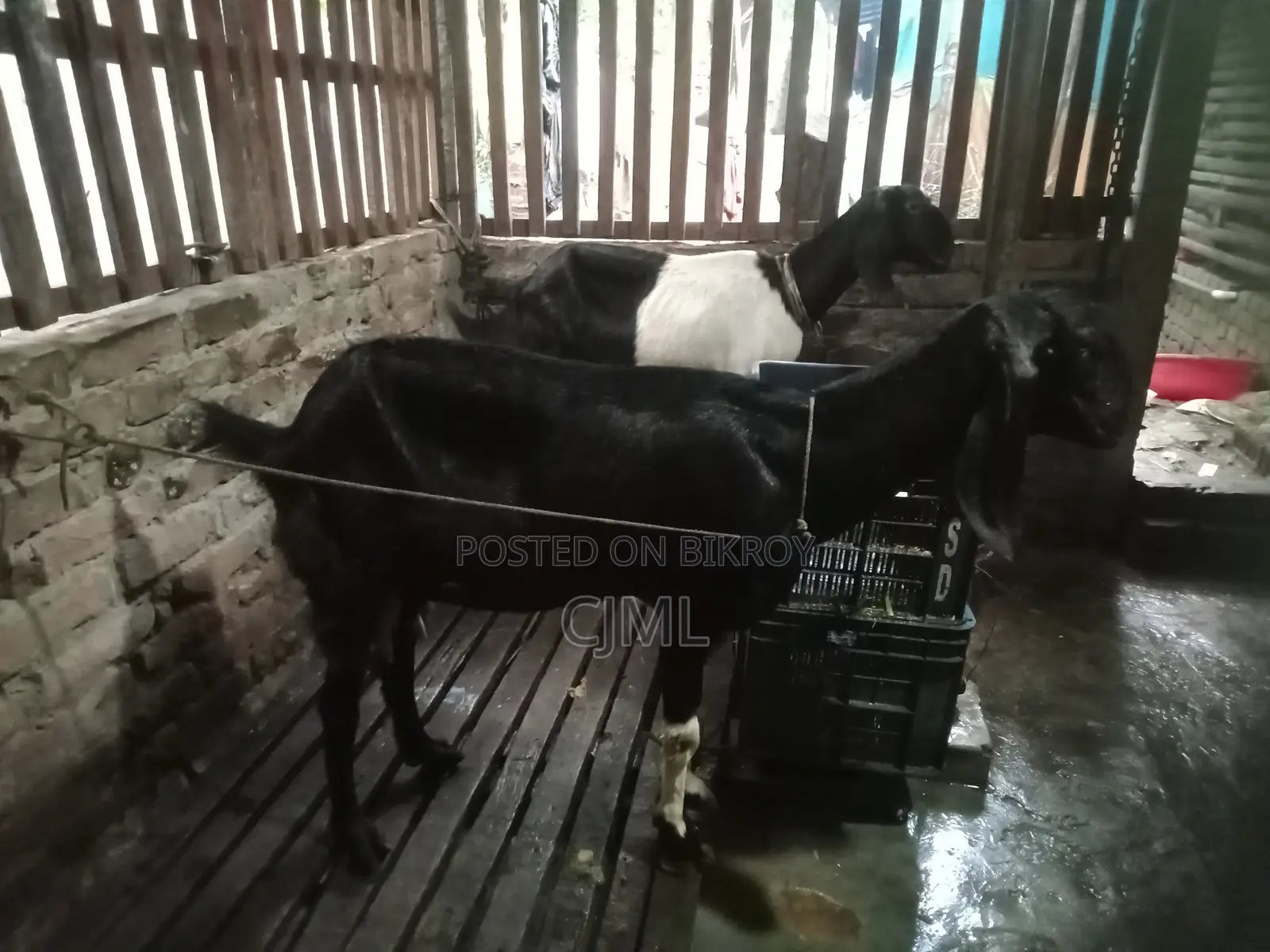 রাম ছাগী বিক্রি হবে