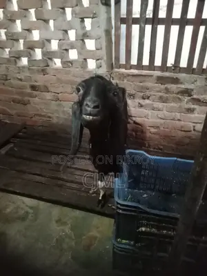 রাম ছাগী বিক্রি হবে