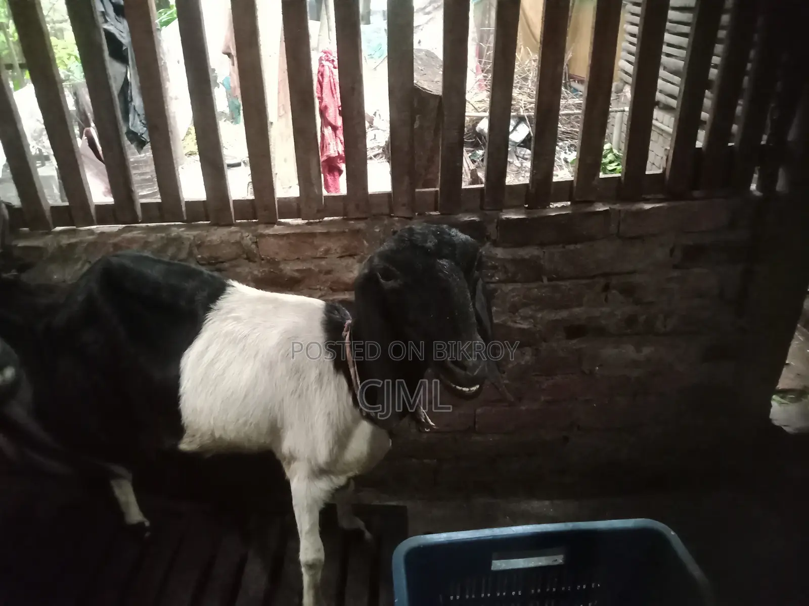 রাম ছাগী বিক্রি হবে