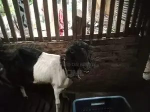 রাম ছাগী বিক্রি হবে