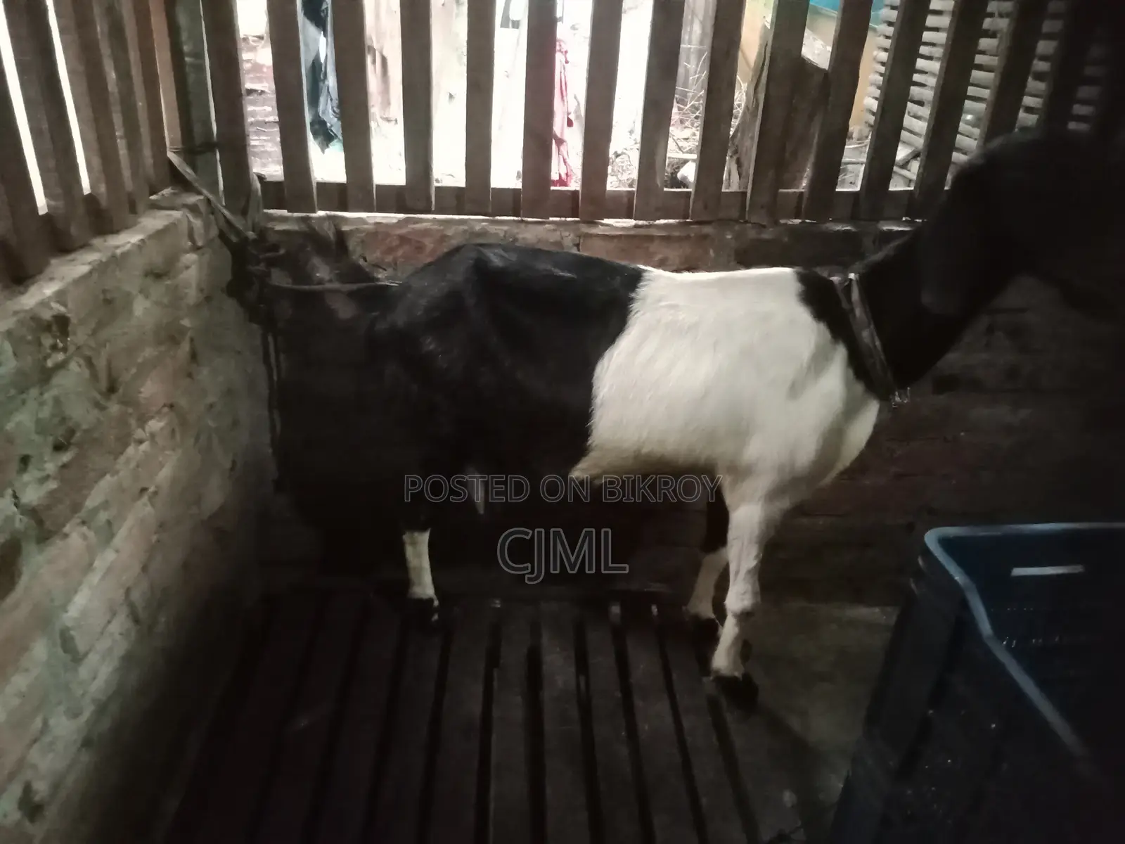 রাম ছাগী বিক্রি হবে