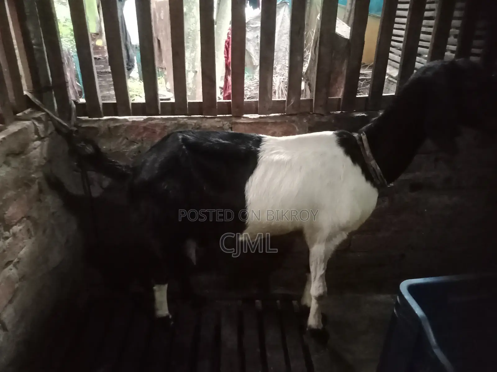 রাম ছাগী বিক্রি হবে