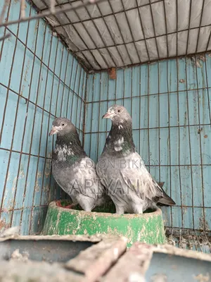 Shokher Kobutor