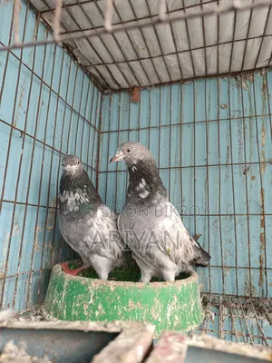 Shokher Kobutor