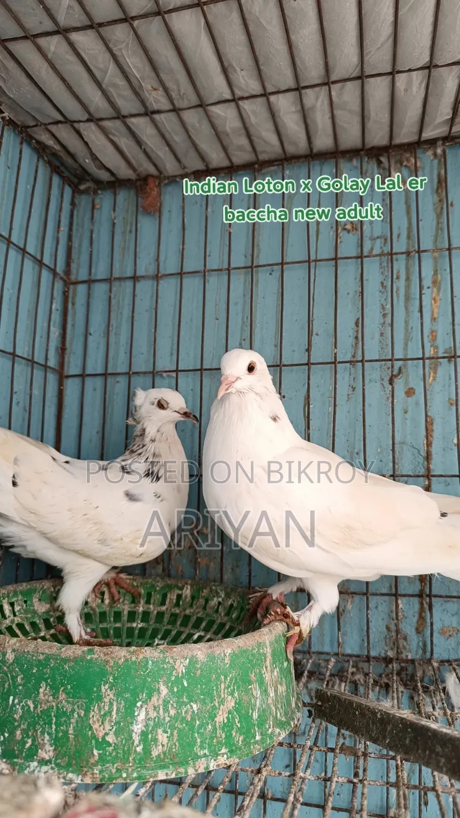 Shokher Kobutor