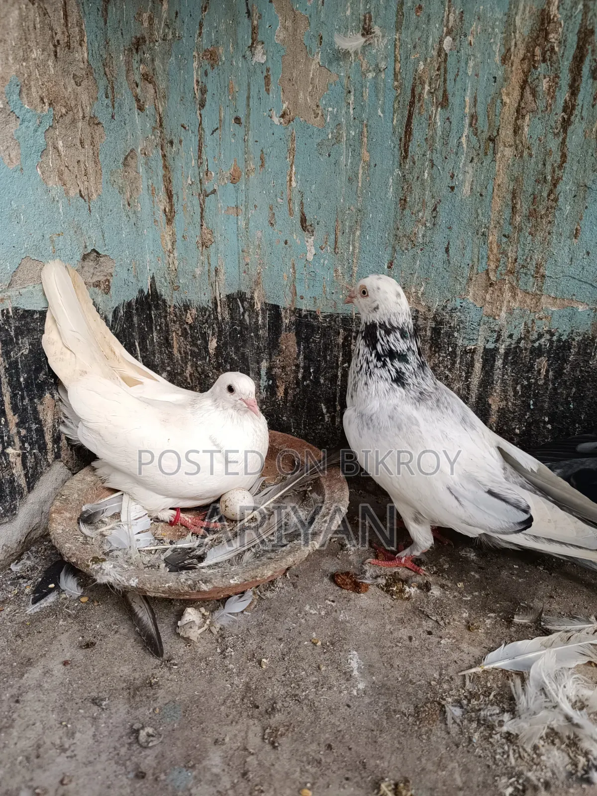 Shokher Kobutor