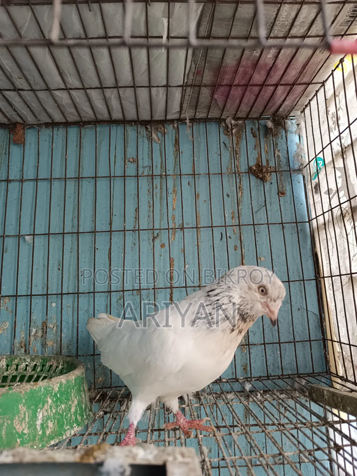 Shokher Kobutor