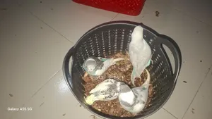 Pied Budgerigar Baby for Sale
