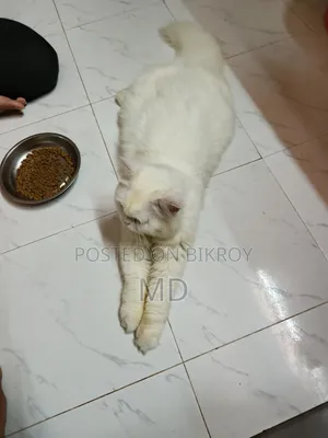 6-12 Months Male Purebred Persian