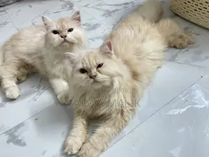 1-3 Months Female Purebred Persian