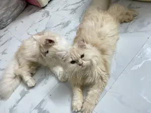 ১-৩ মাস বয়সী ফিমেল পিউরব্রেড পার্সিয়ান