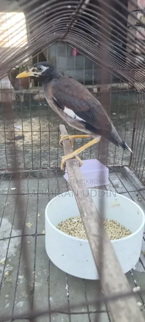 শালিক পাখি