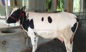 ১৫৫৩নং গাভী গরু বিক্রয় হবে ।