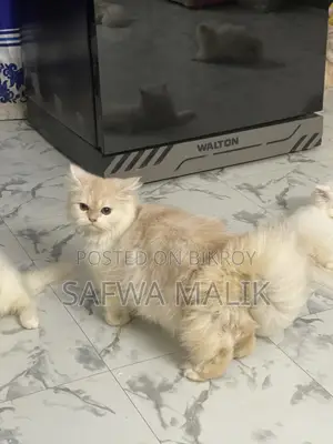 1-3 Months Female Purebred Persian