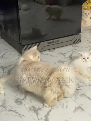 1-3 Months Female Purebred Persian