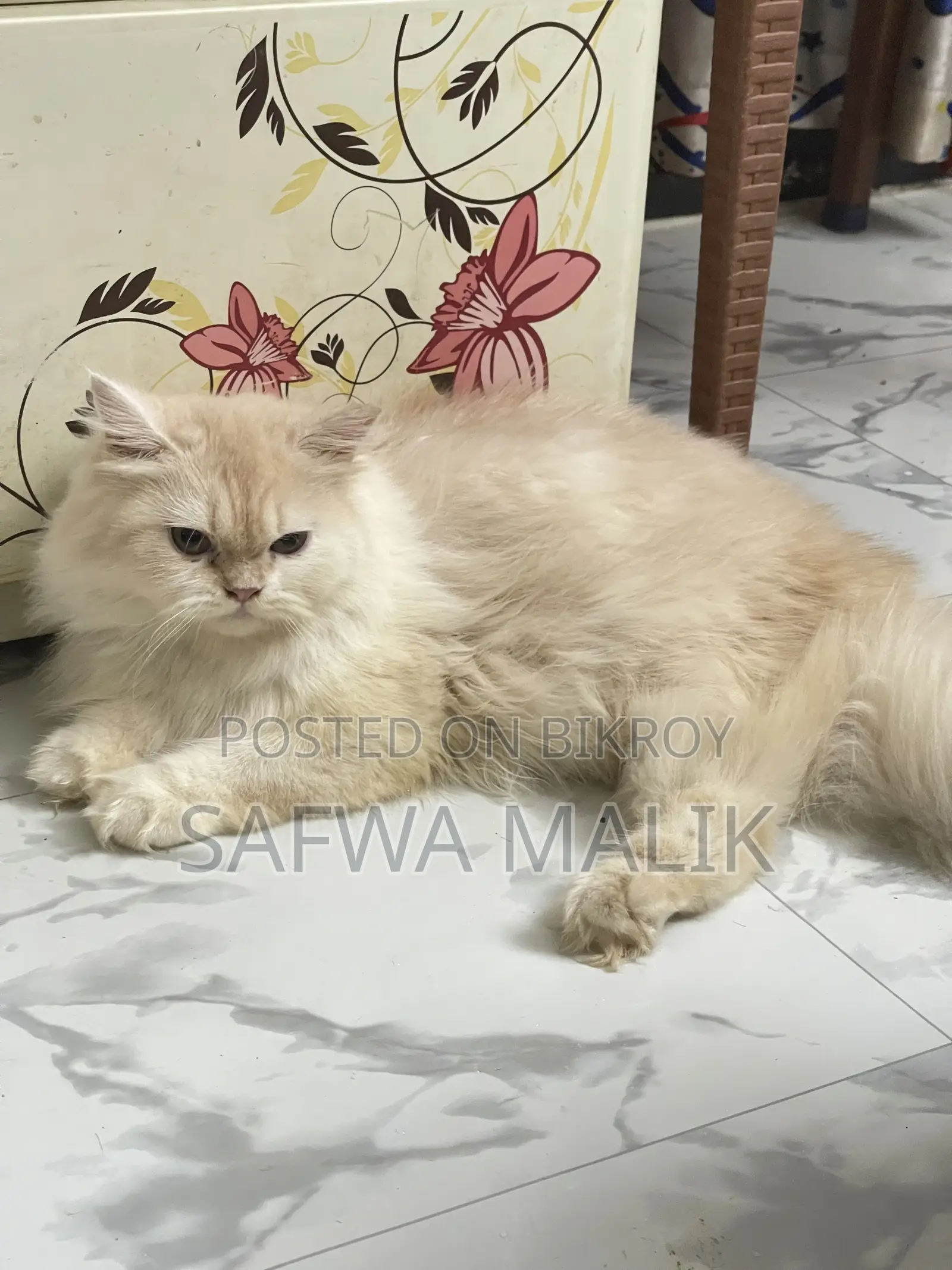 1-3 Months Female Purebred Persian