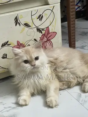 1-3 Months Female Purebred Persian