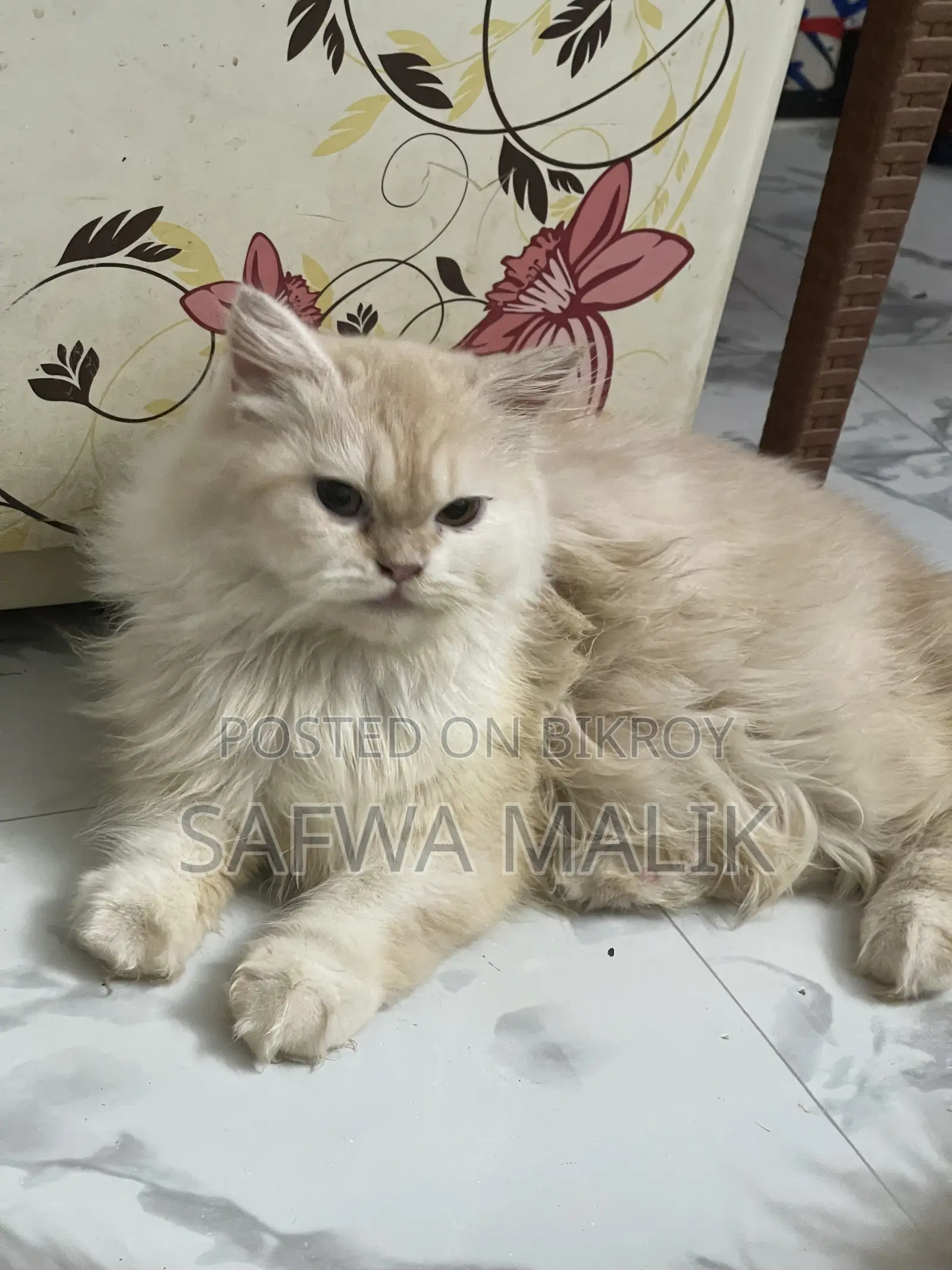 1-3 Months Female Purebred Persian