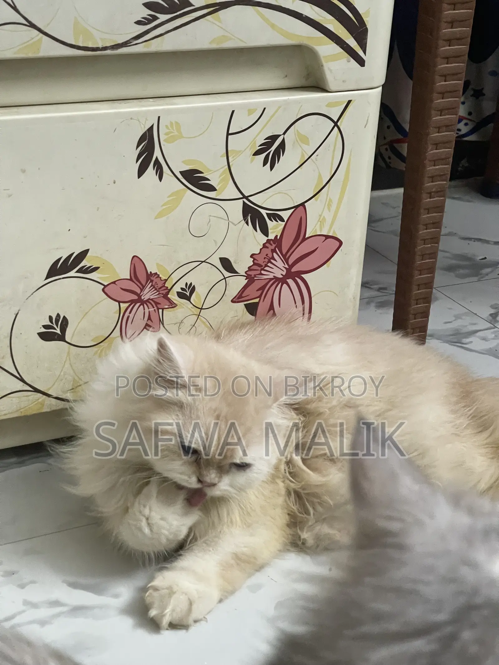 1-3 Months Female Purebred Persian